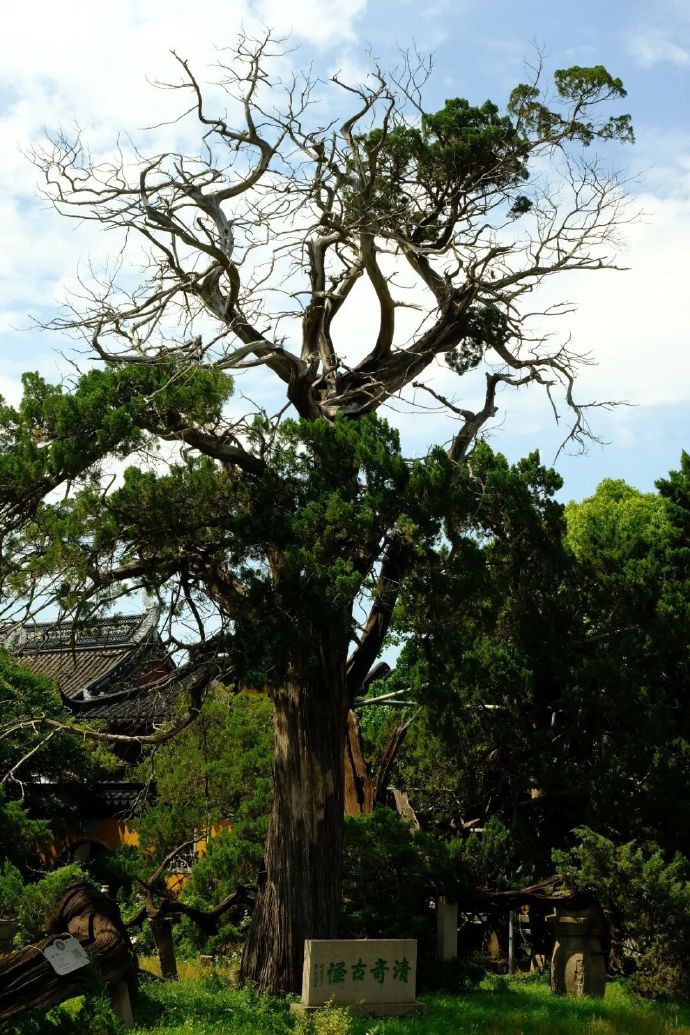 与时光对望的古柏，在吴中等了你2000年～