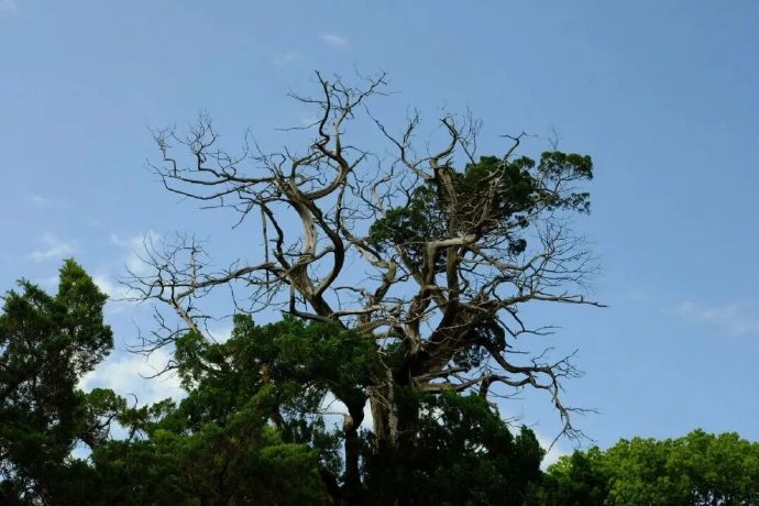 与时光对望的古柏，在吴中等了你2000年～