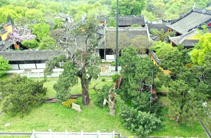与时光对望的古柏，在吴中等了你2000年～