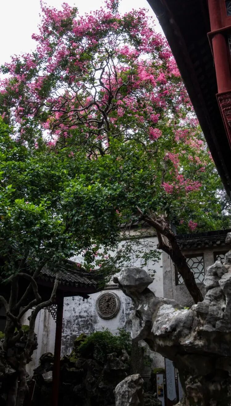 吴中夏末秋初限定赏花攻略~