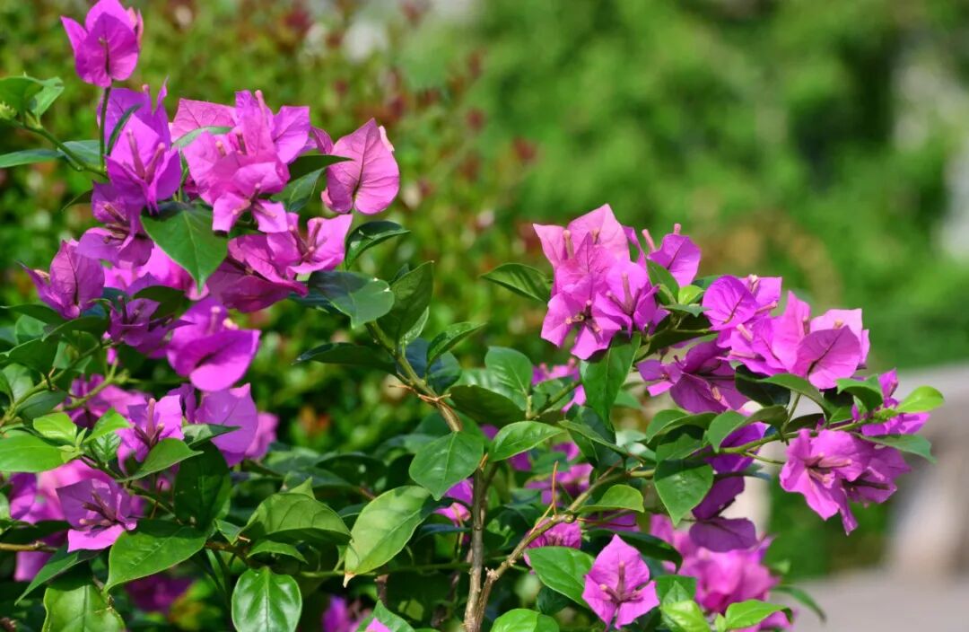 吴中夏末秋初限定赏花攻略~