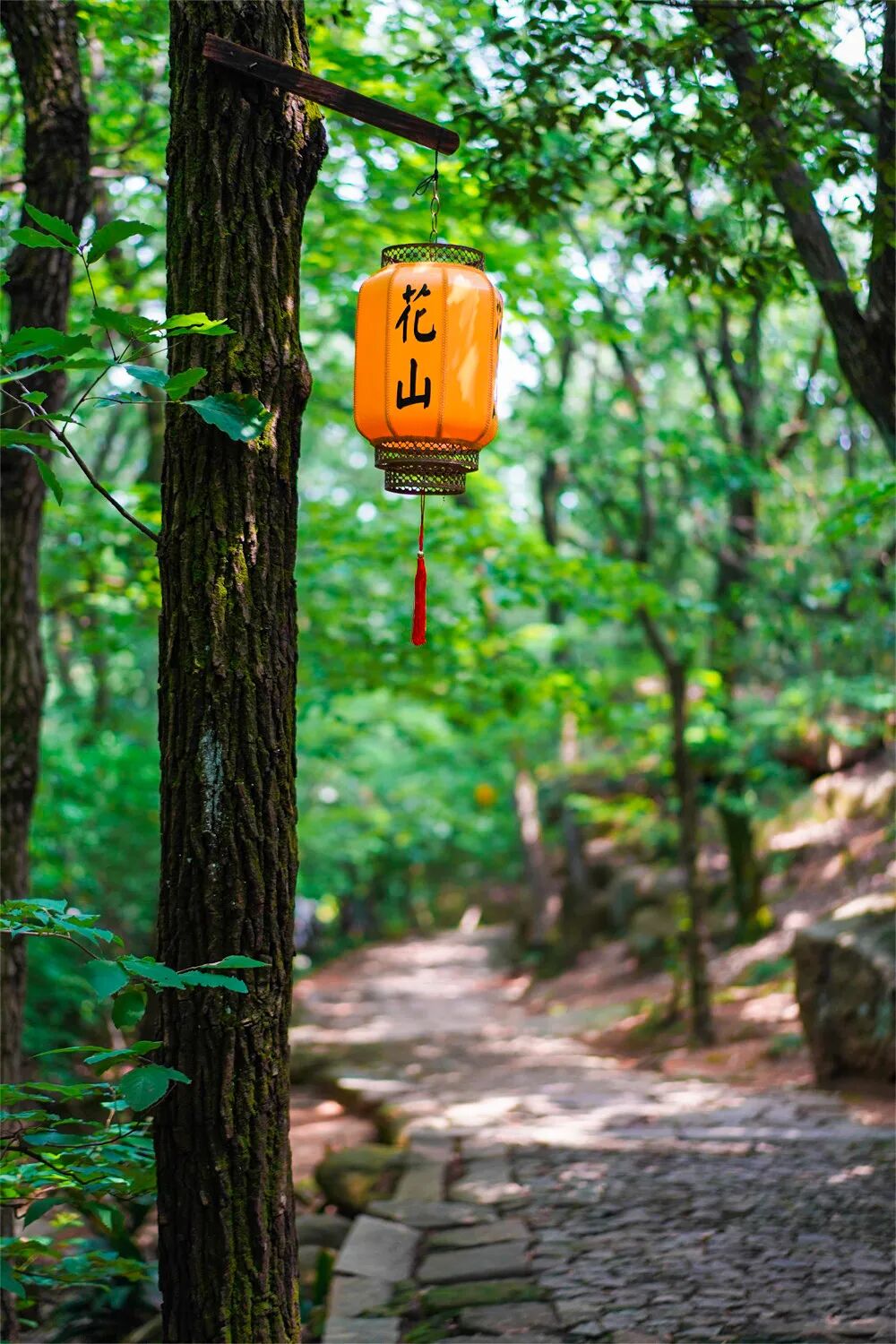出发！跟着这条山林徒步线研学去~