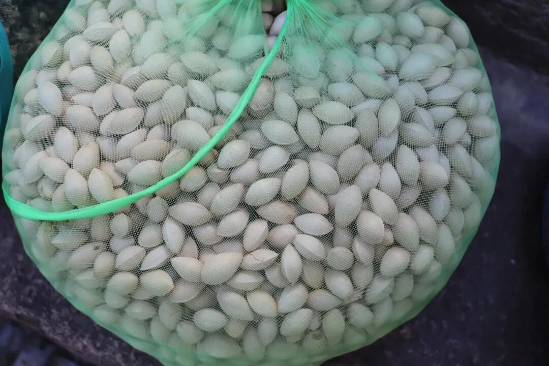 秋意渐浓，白果挂满枝头~