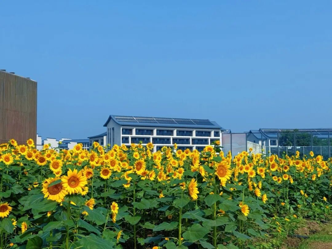 暖村拾趣,田园研学之旅