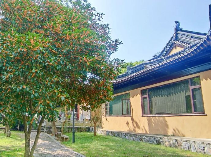 赏桂地图来啦！建议收藏，真的很“香”~