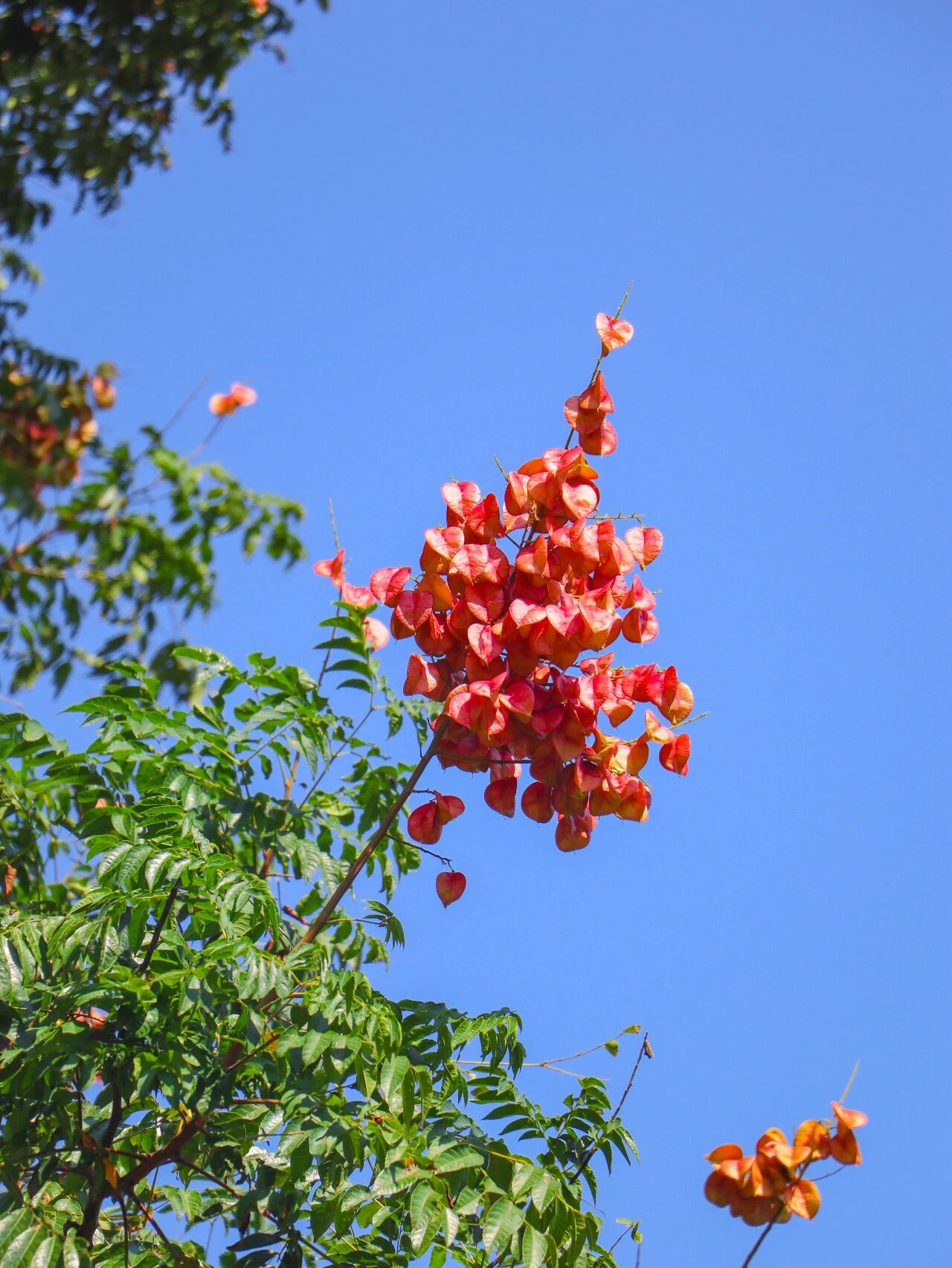 栾树花开 便知秋来