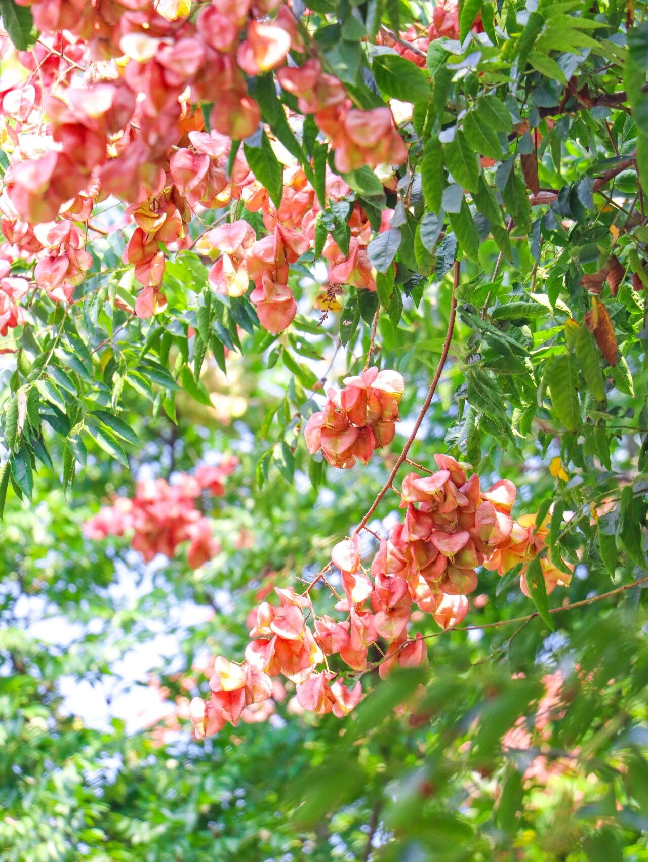 栾树花开 便知秋来