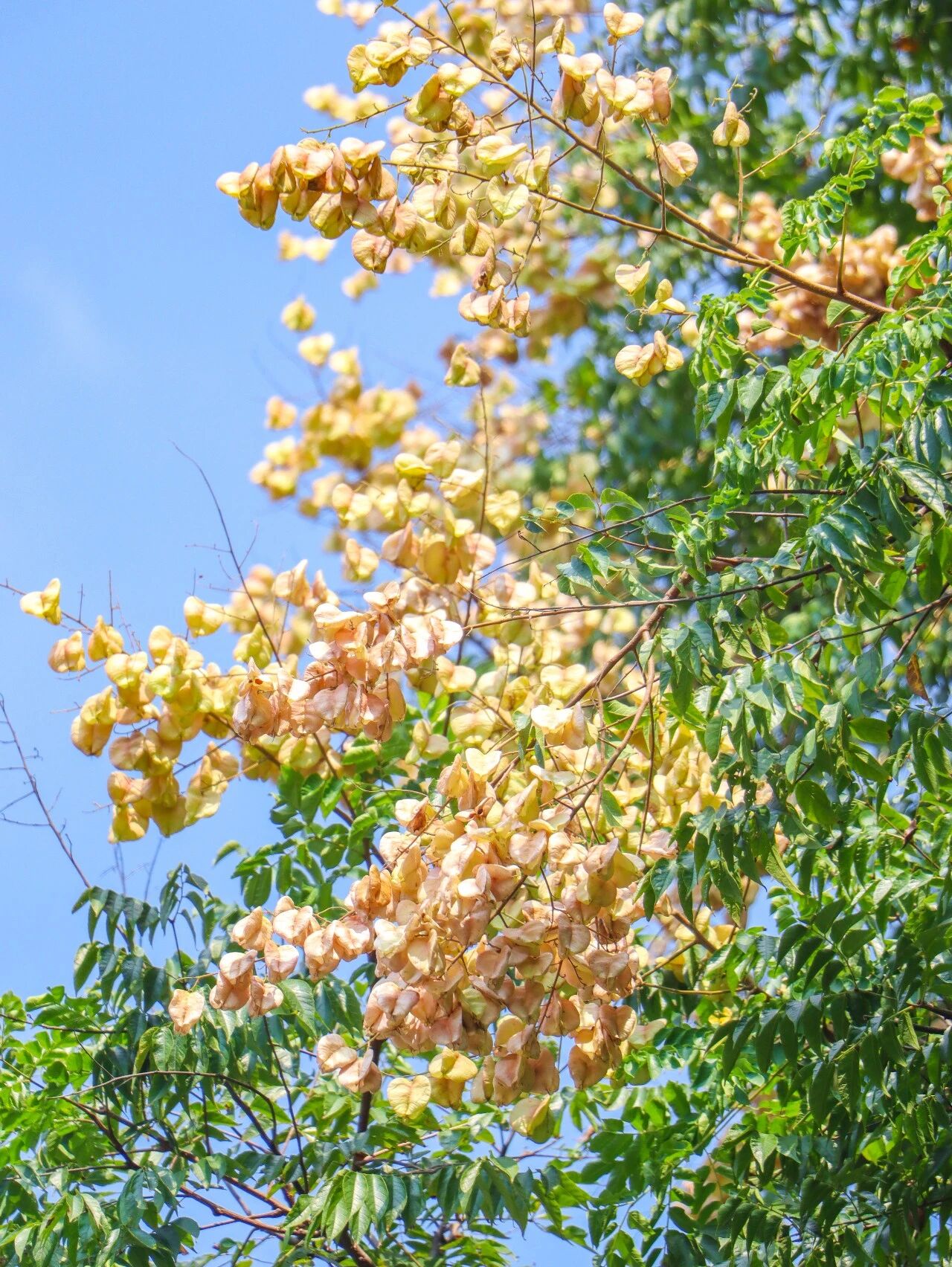 栾树花开 便知秋来