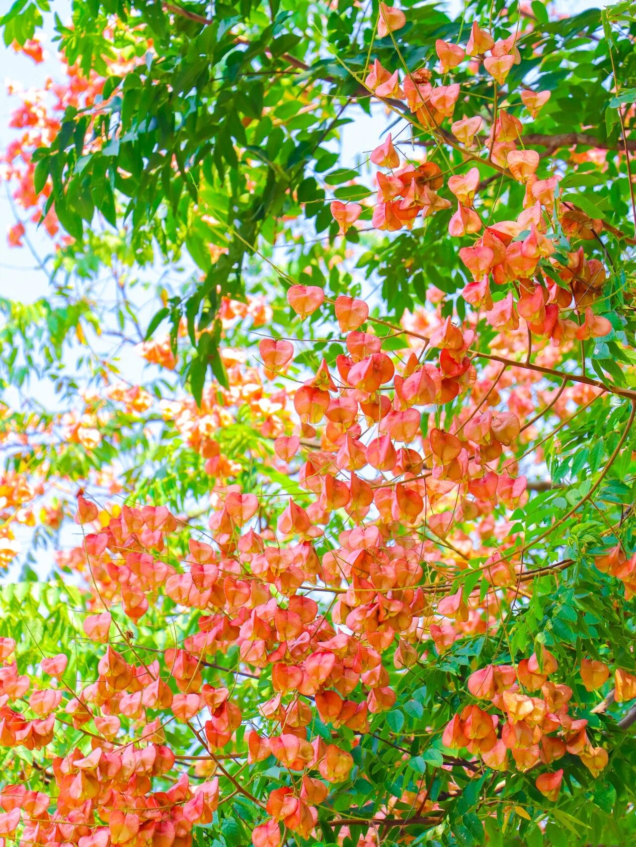 栾树花开 便知秋来