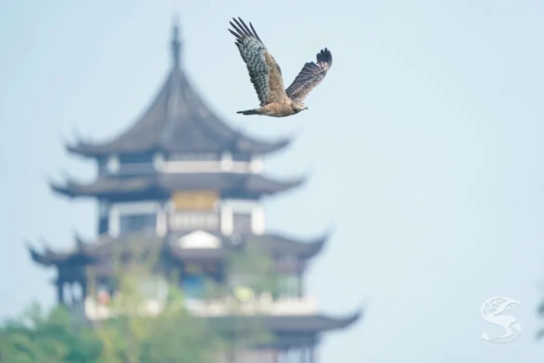 震撼！太湖又一波超“猛”排面拉满！