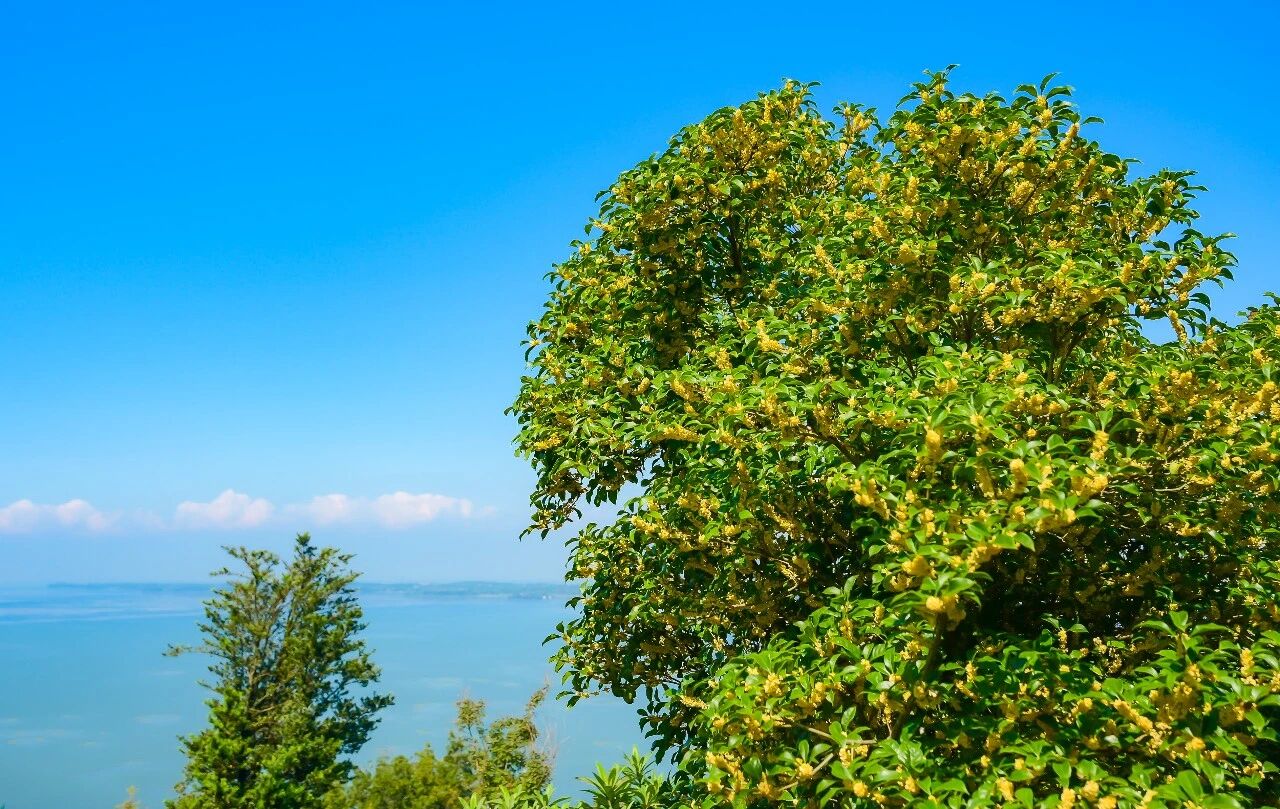 吴中秋日线路快收好！光福桂花香，天平待枫红~