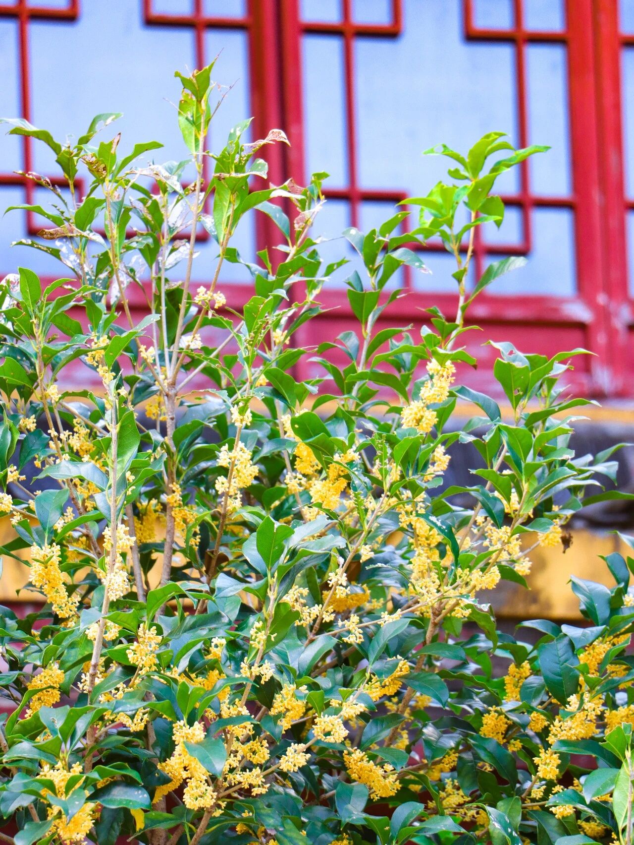 上岛，遇见桂花味的包山禅寺~