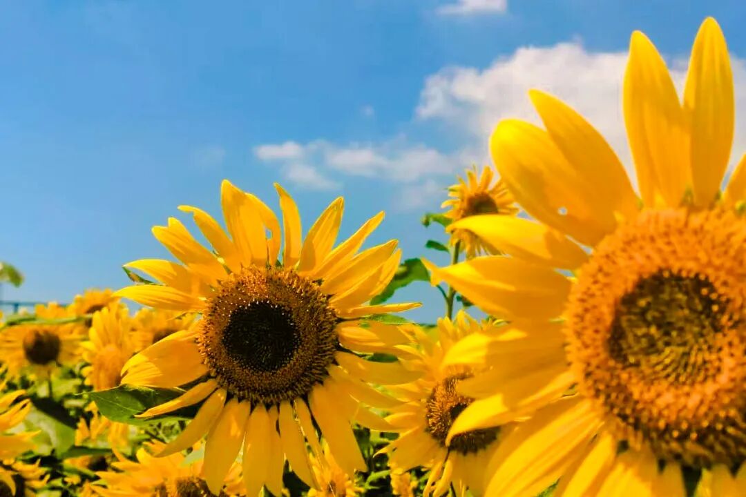 秋色正好，带娃来吴中！赏花、趣跑、割稻、逛花谷～