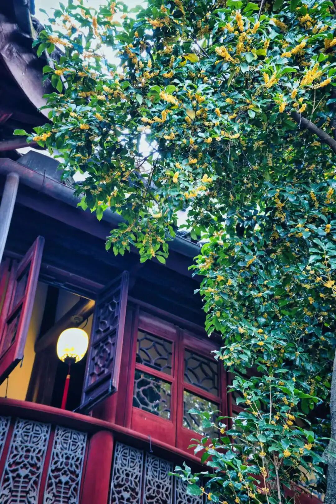 来东山，淋一场温柔的桂花雨~