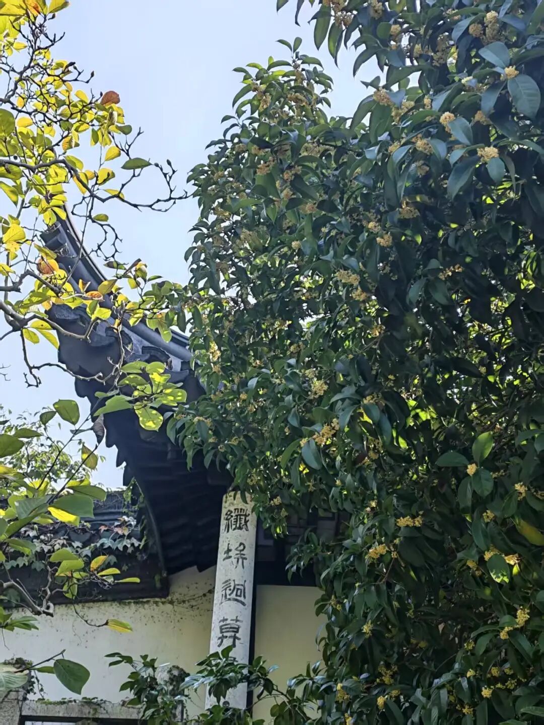 来东山，淋一场温柔的桂花雨~