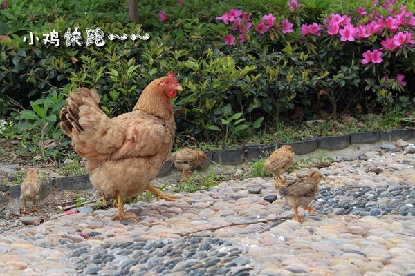 苏州旅游攻略图片