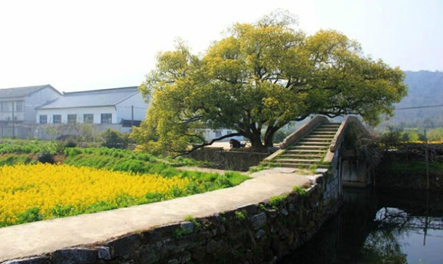 油菜花不约婺源 这片金黄西山岛上独有